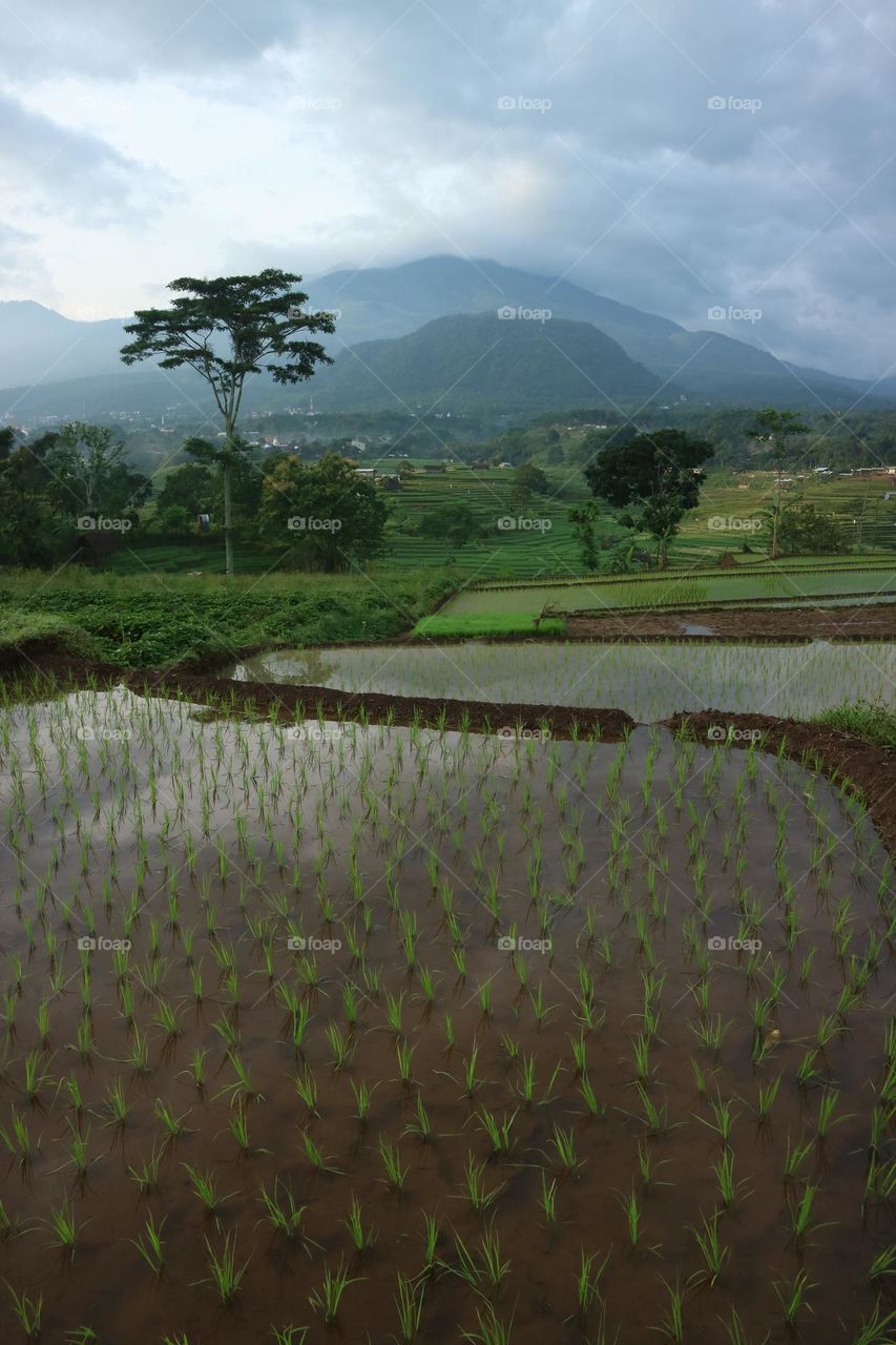 Rice fields in the morning, with trees and mountains in the background