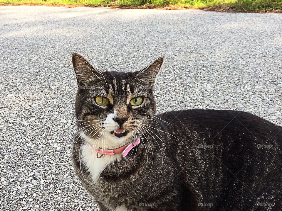 Pretty tabby cat saying a hello meow.