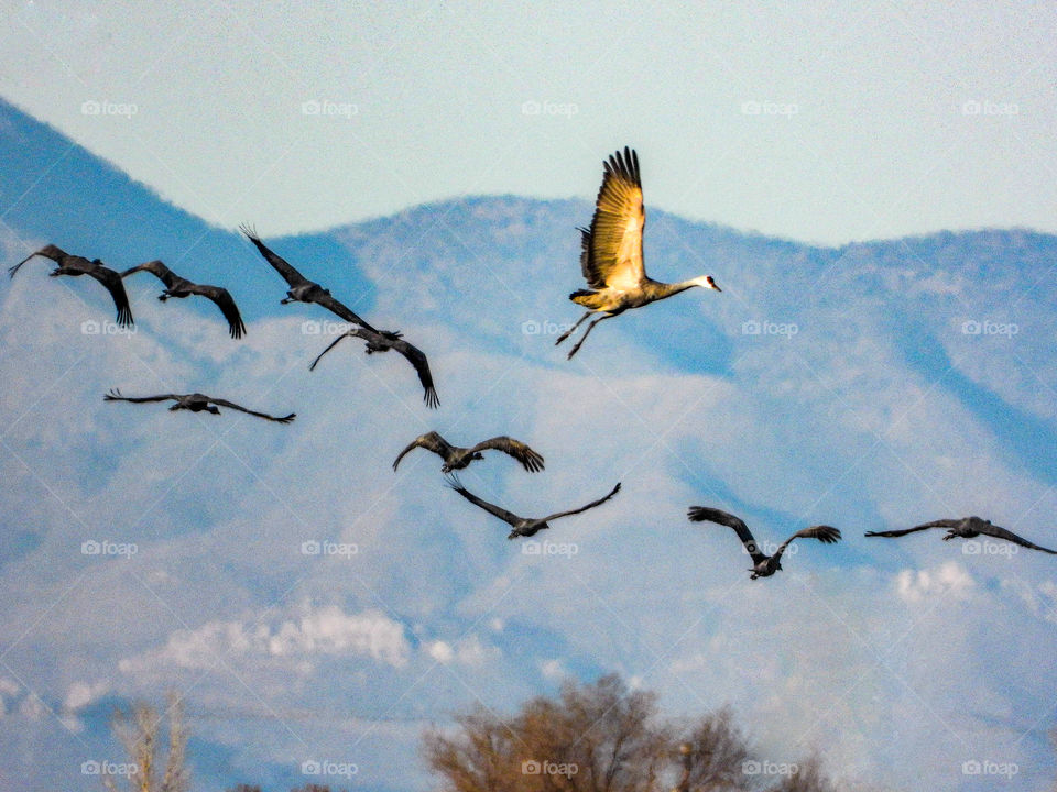 Sandhill cranes in flight 