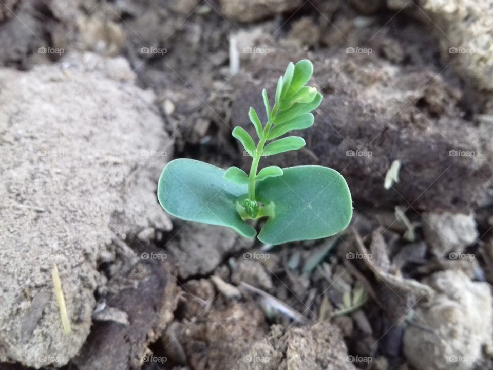 green beautiful plant on land