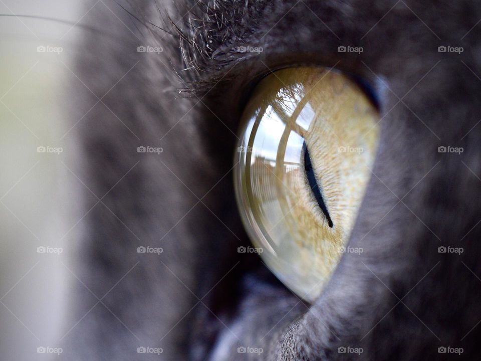 Cat’s eye 