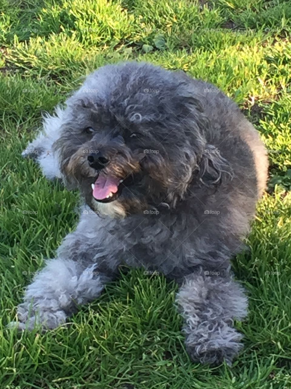 Izzy Enjoying the Park 2