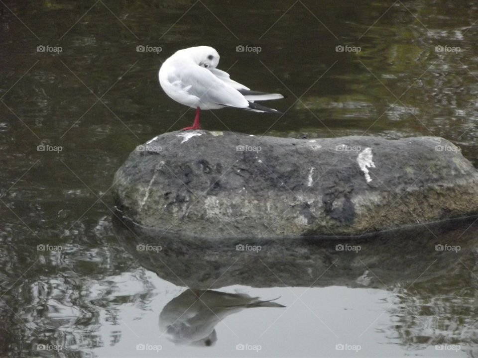 Water, Bird, Pool, Lake, River