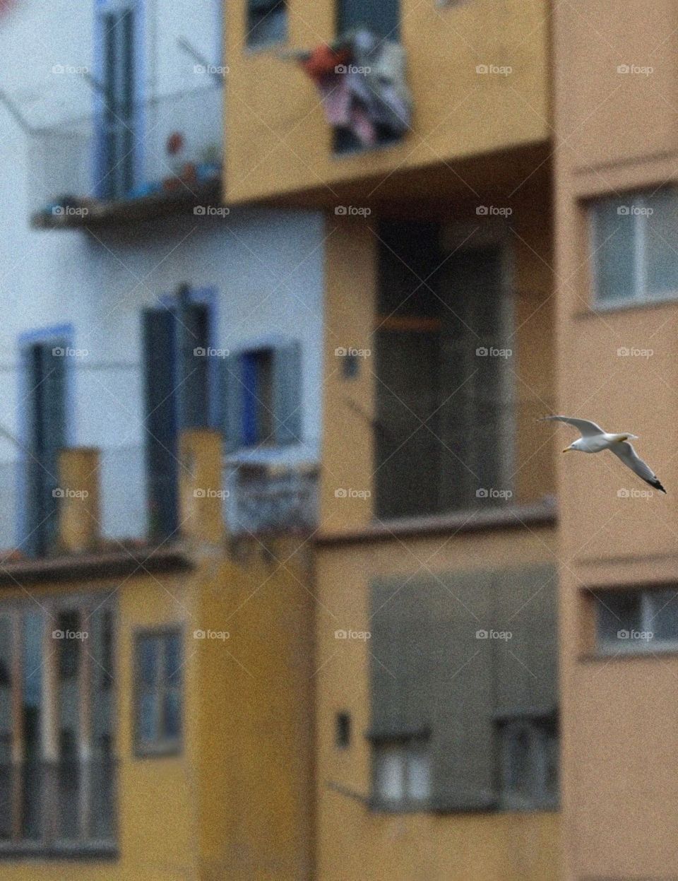 Seagull in Girona