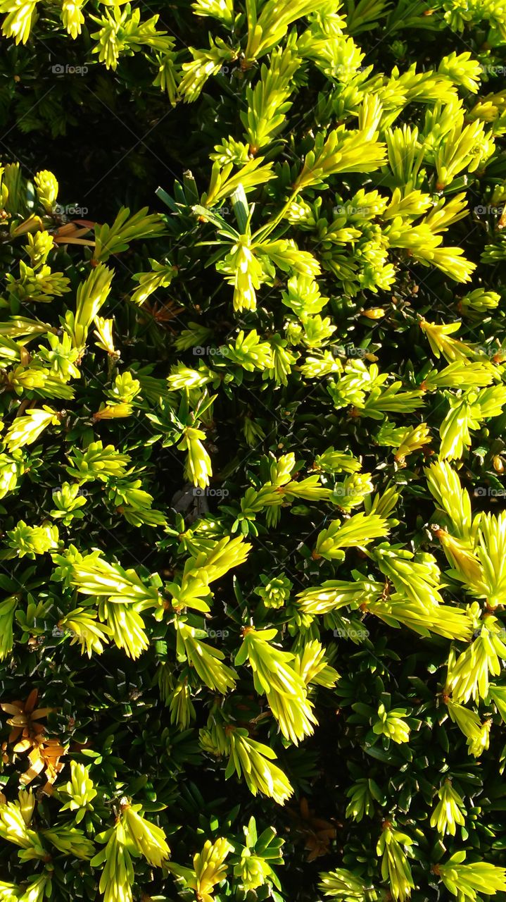 spring beauty. growth. green. lime