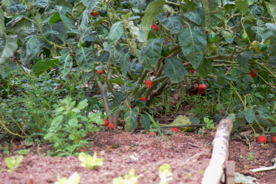 vegetable garden