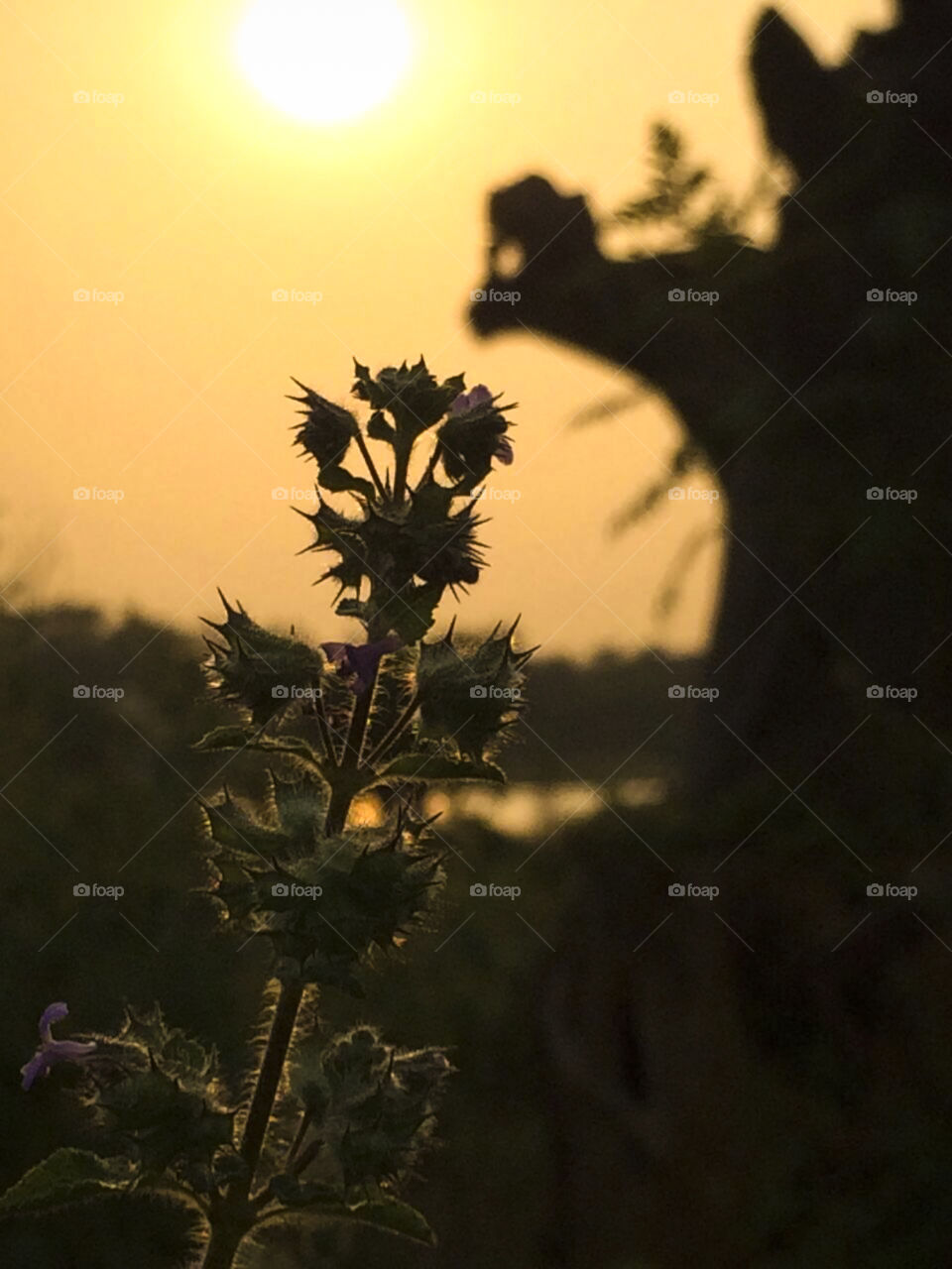 A tiny plant before sunset