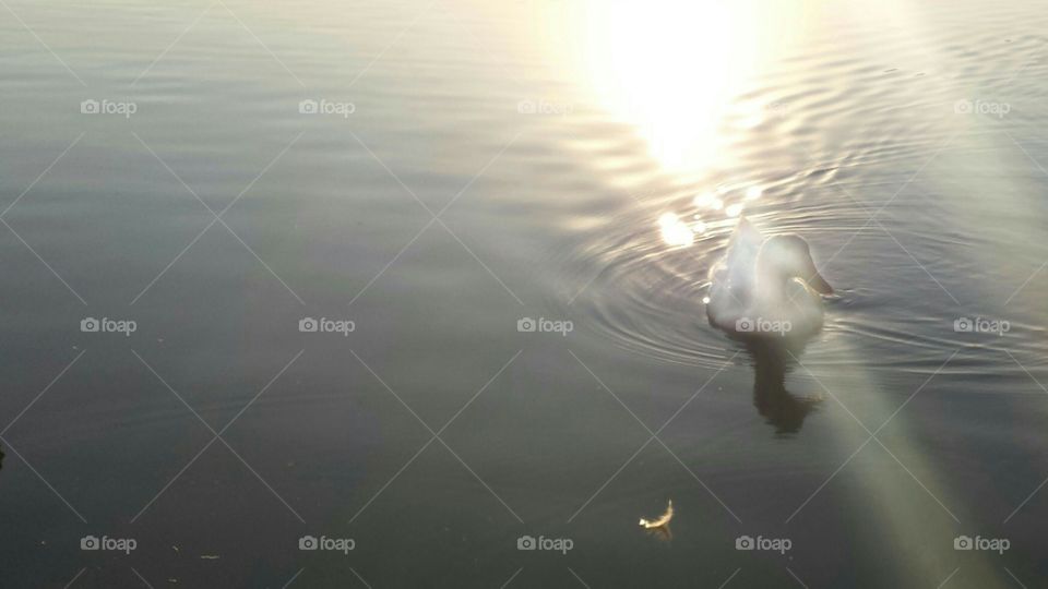 Duck in the sunlight at the lake