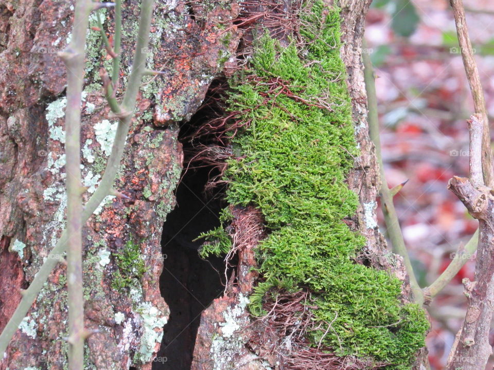 Moss on a tree