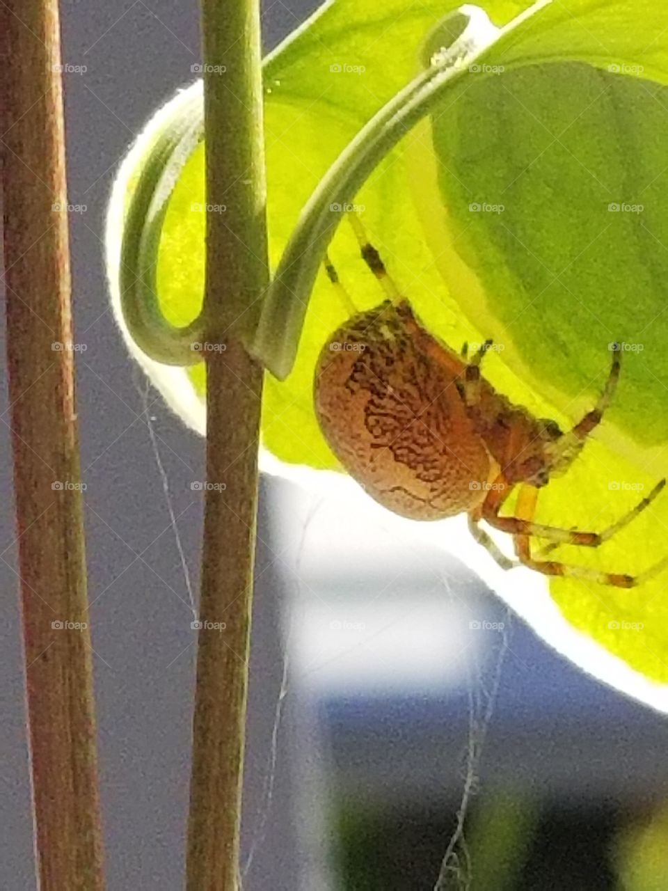orb spider on leaf