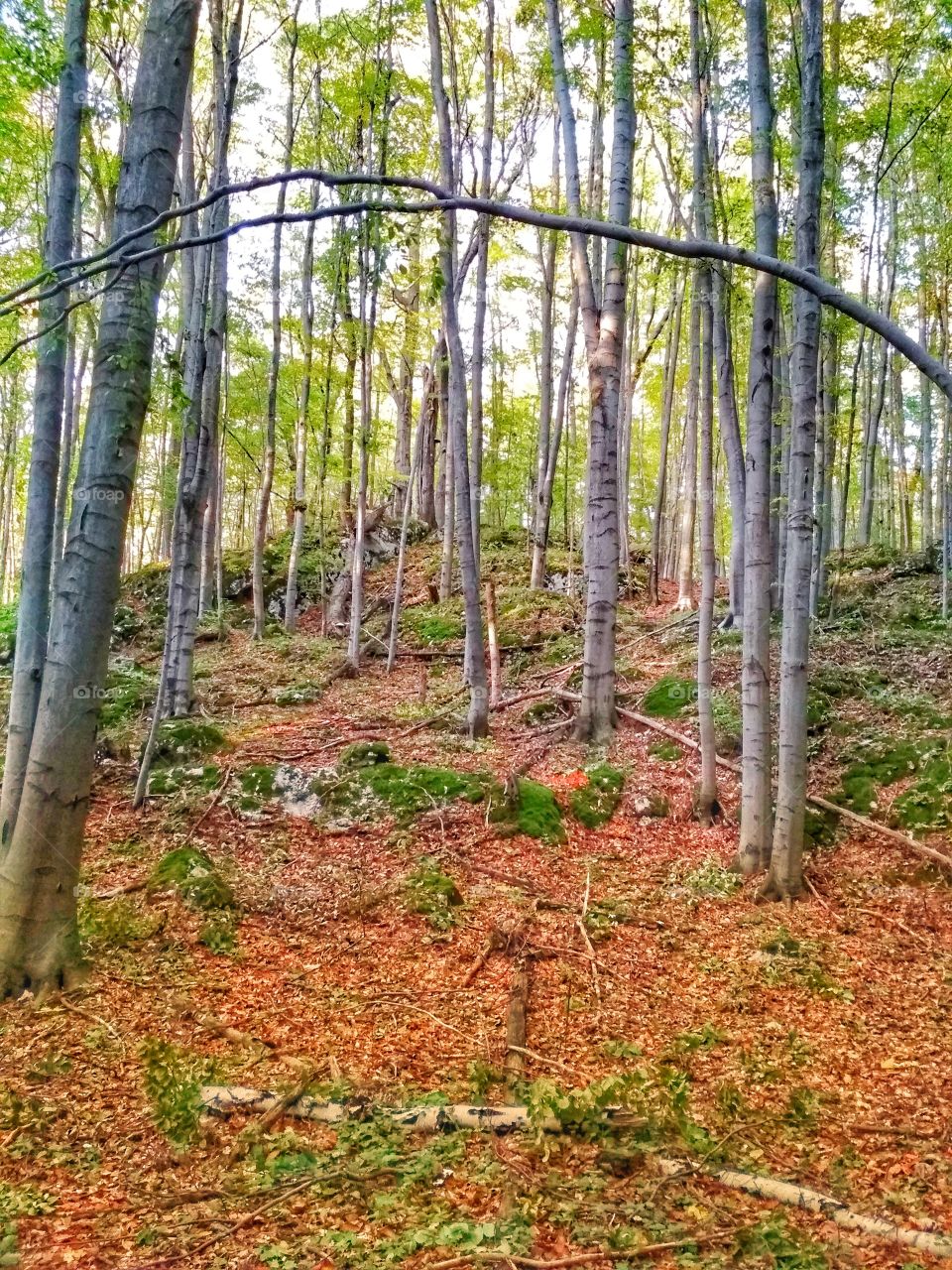 Polish autumn - forest Złoty Potok