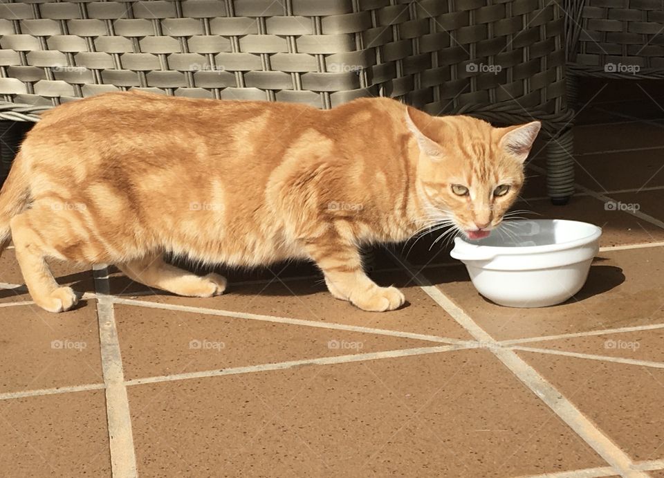 Wild cat with food attraction 