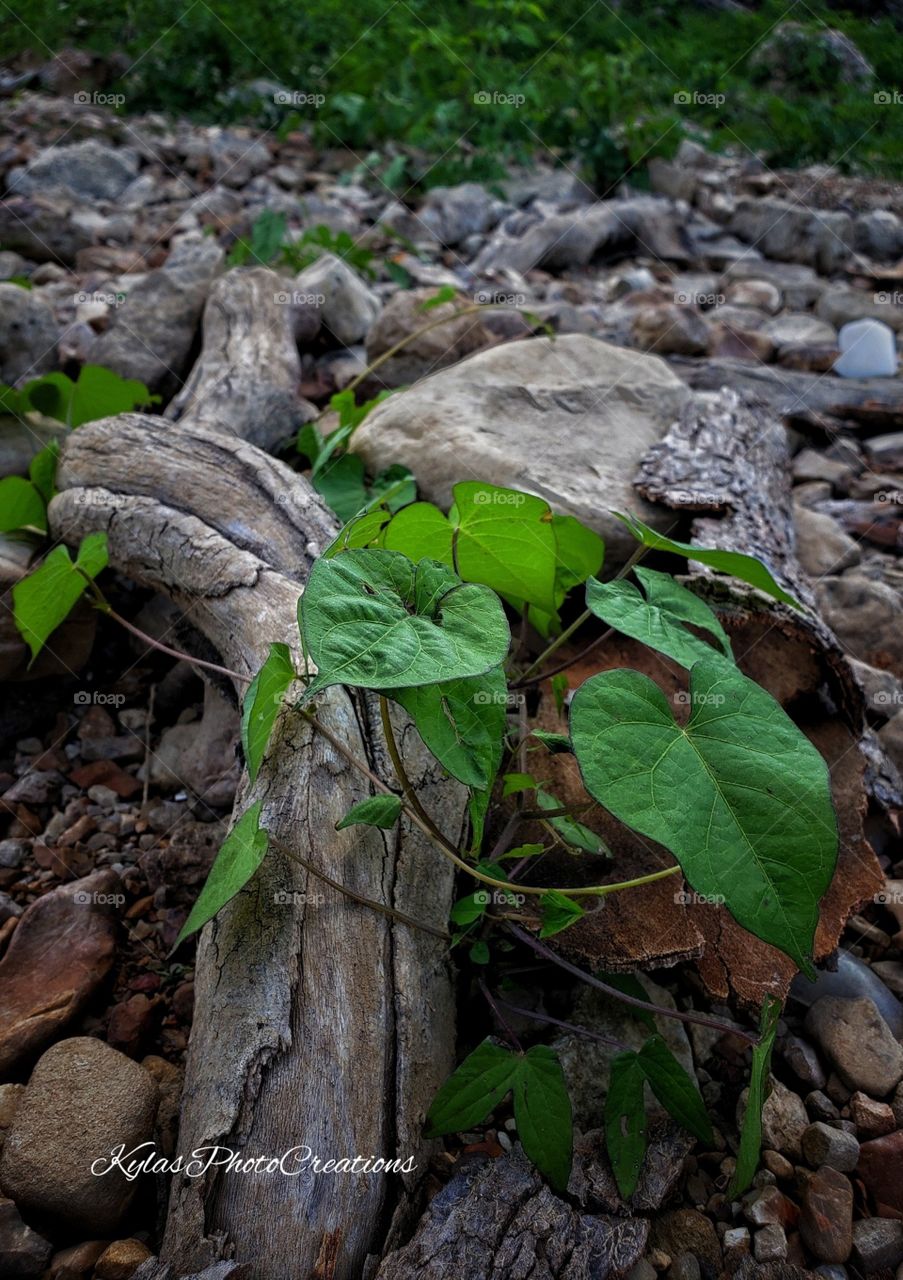 Driftwood among the Greens 