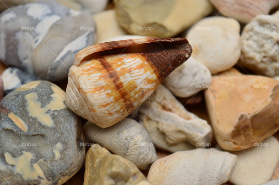 Extreme close-up of conch shell