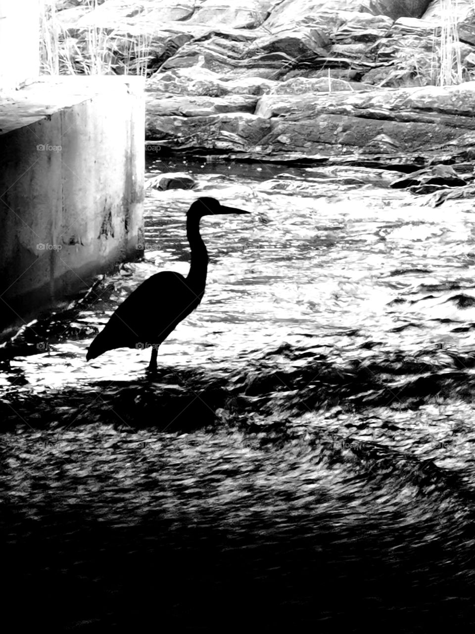 A stork, hiding in the shadows, under a bridge, awaiting for fish to swim by. Water rapids are fast but the stork remains still.