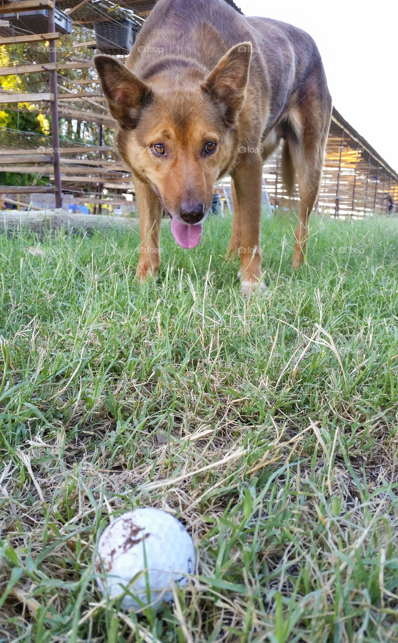 Focussed on  the ball.