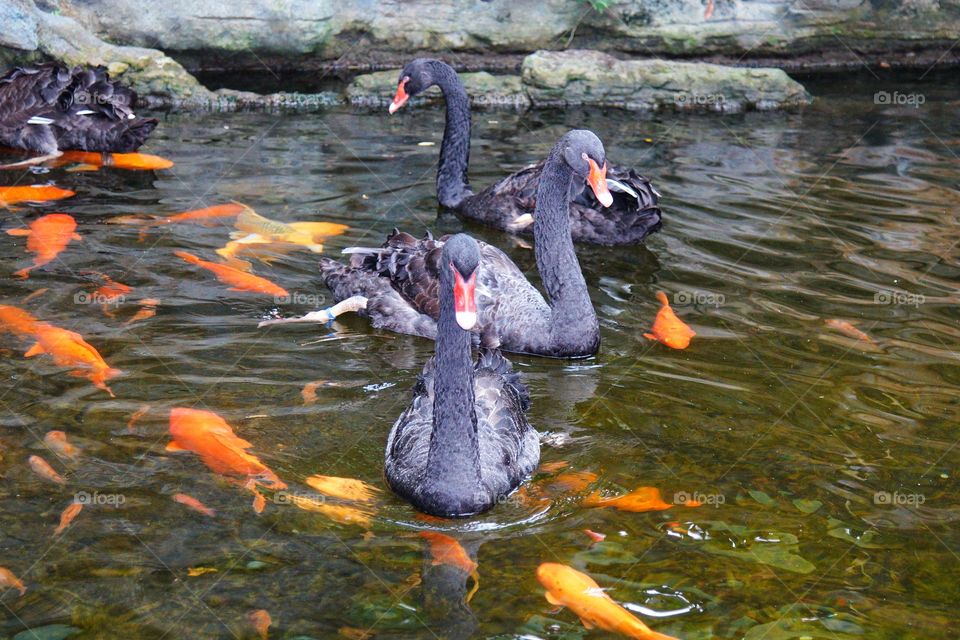 life in a small pond