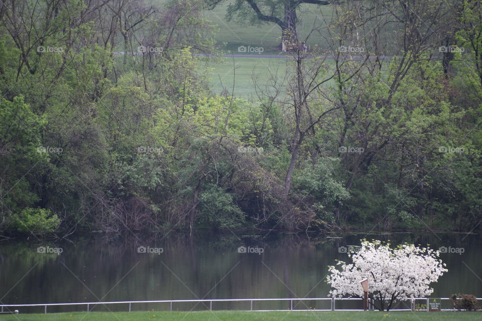 park with white blooming tree