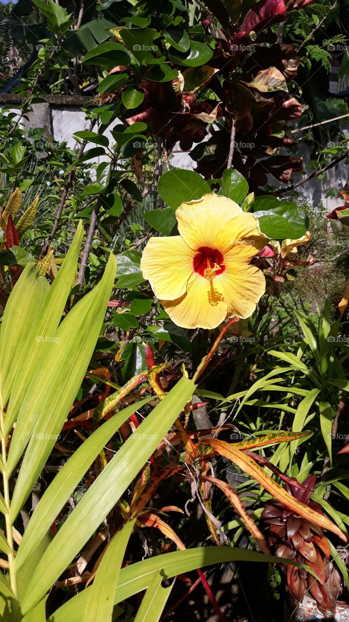 my mom's yellow hibiscus. In the Philippines, Hibiscus is popularly known as Gumamela.