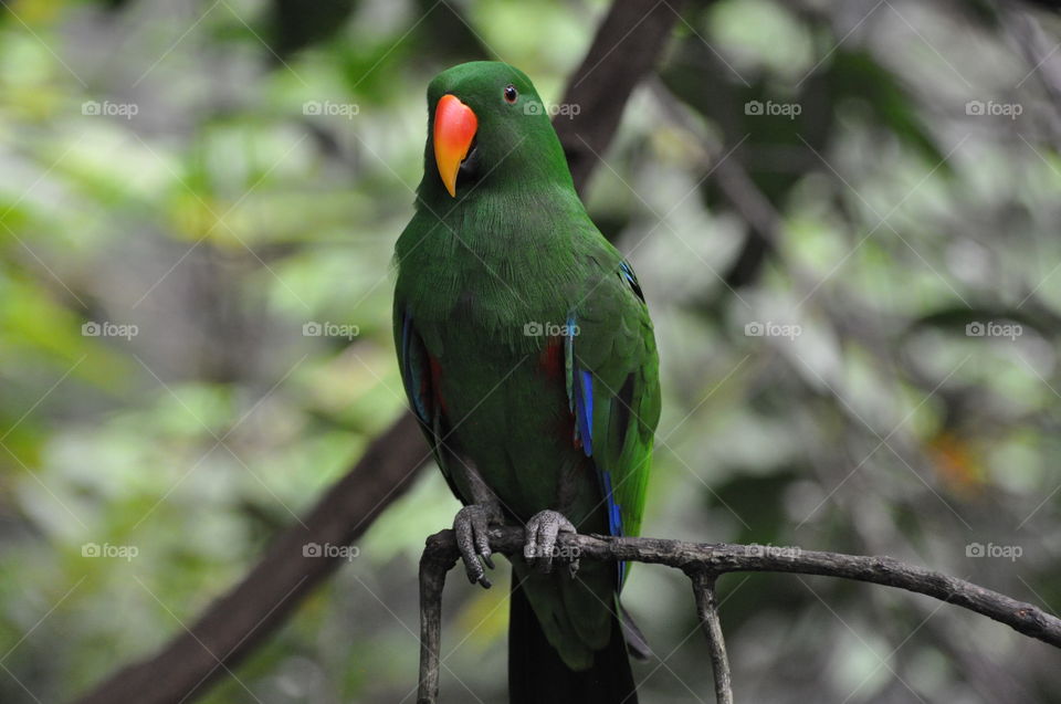 Green parrot