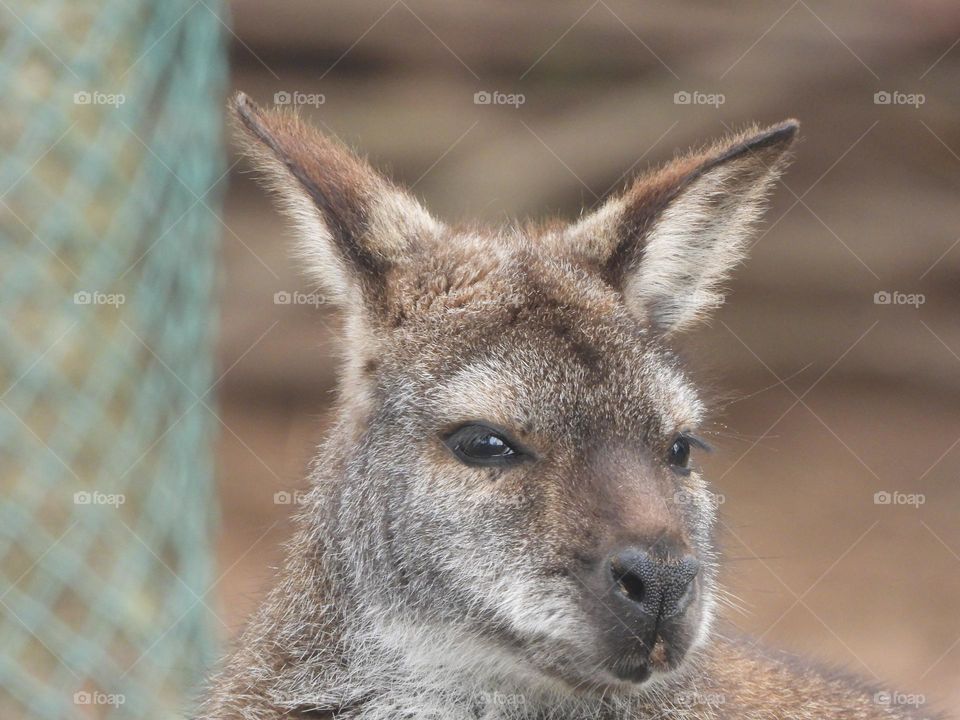 A close up of a wallaby 