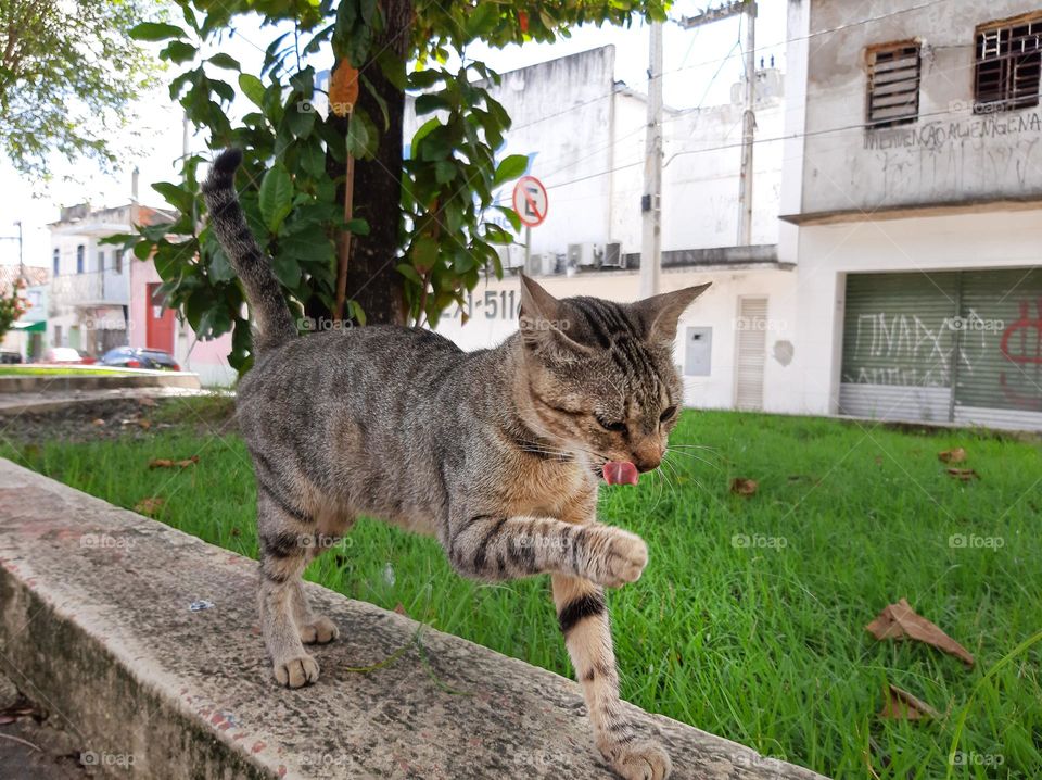 cat cleaning its mouth