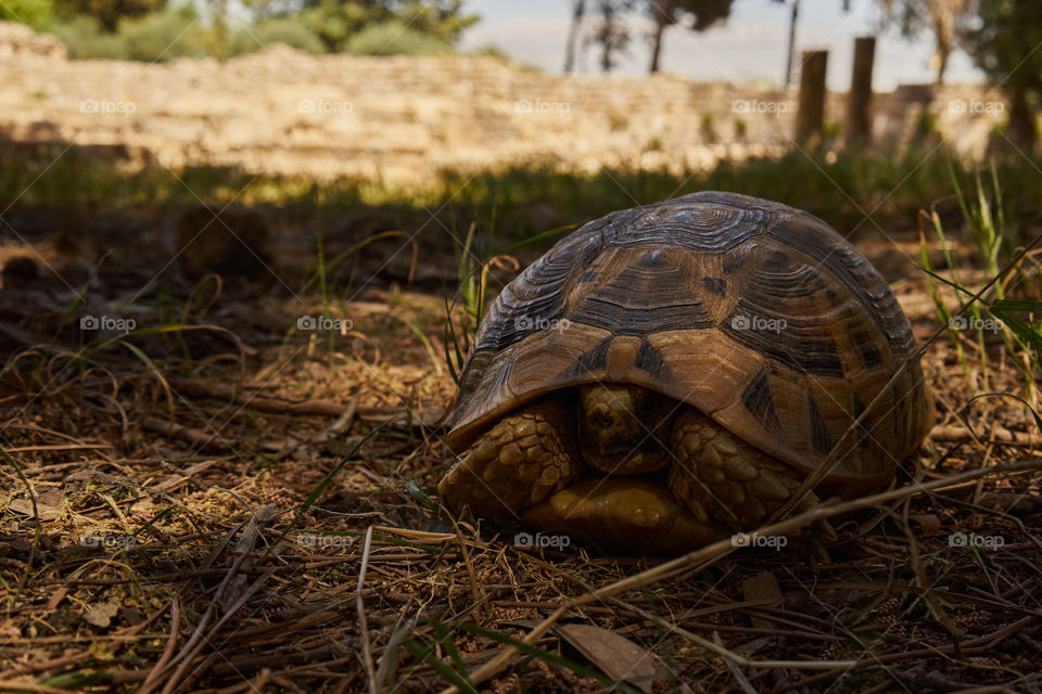 Turtle in the wood 