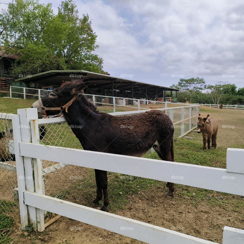 Donkeys at Chulu Ranch in Beinan Township