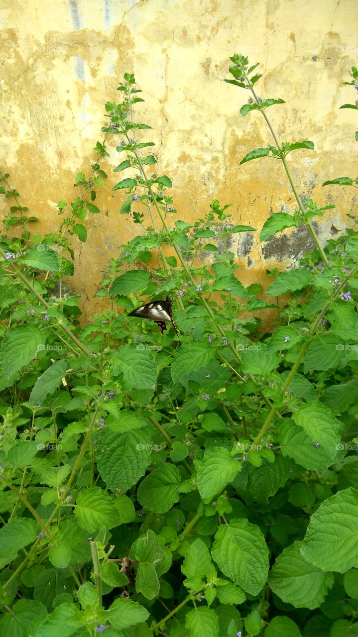 Black colour Butterfly searching little flowers for honey