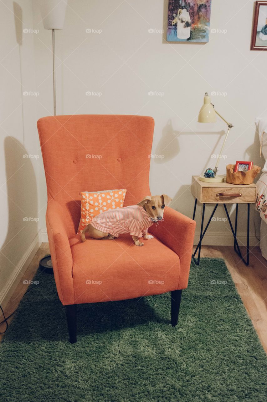Cute small dog in tshirt sitting on chair