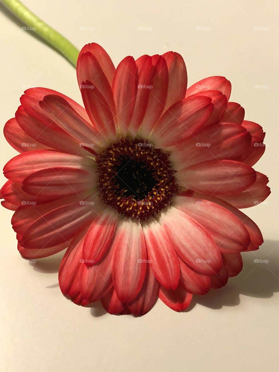 gerbera