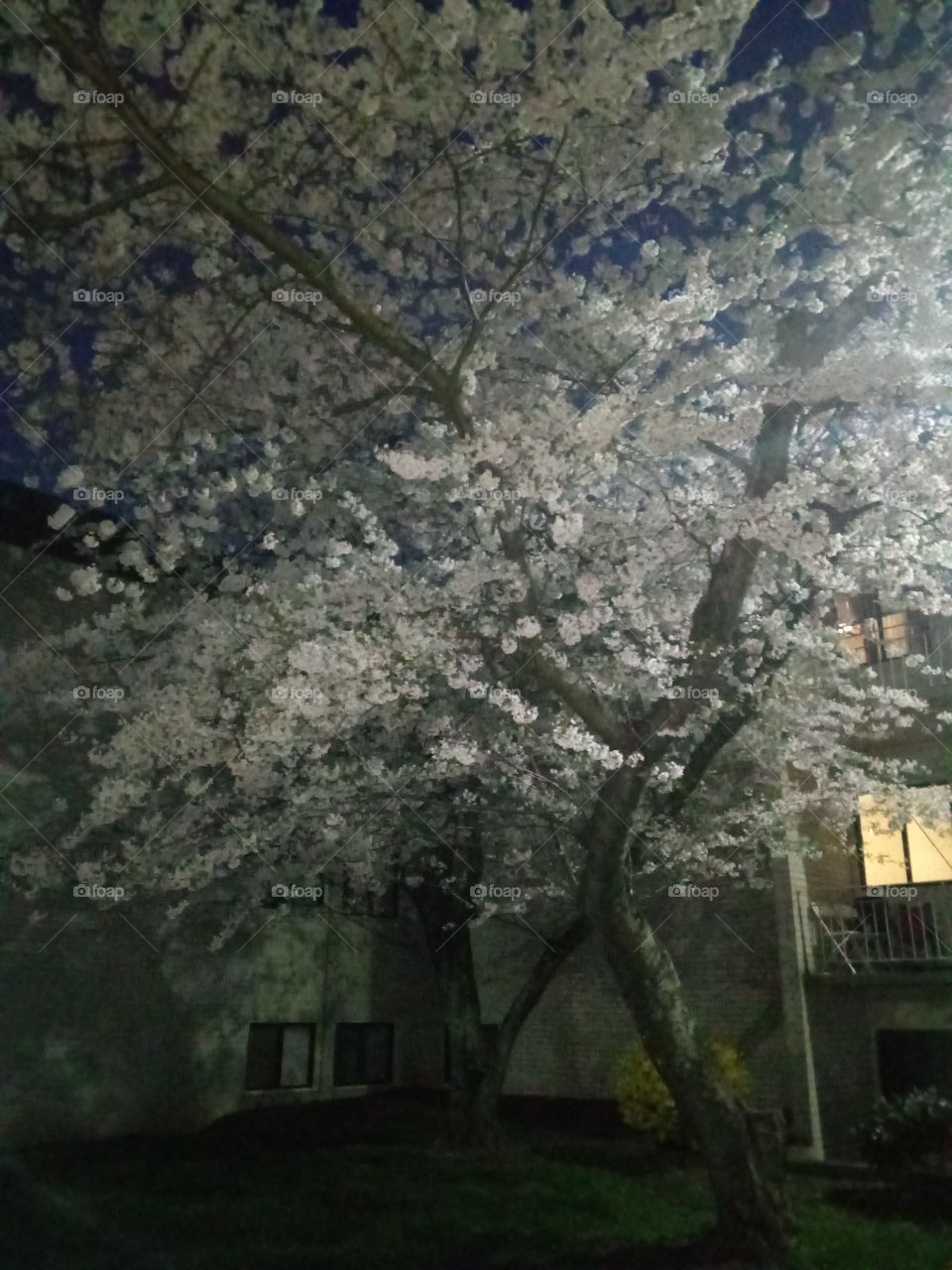 I call this spring night beauty