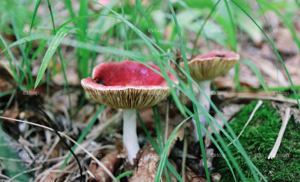 Small red mushrooms hidden in green grass