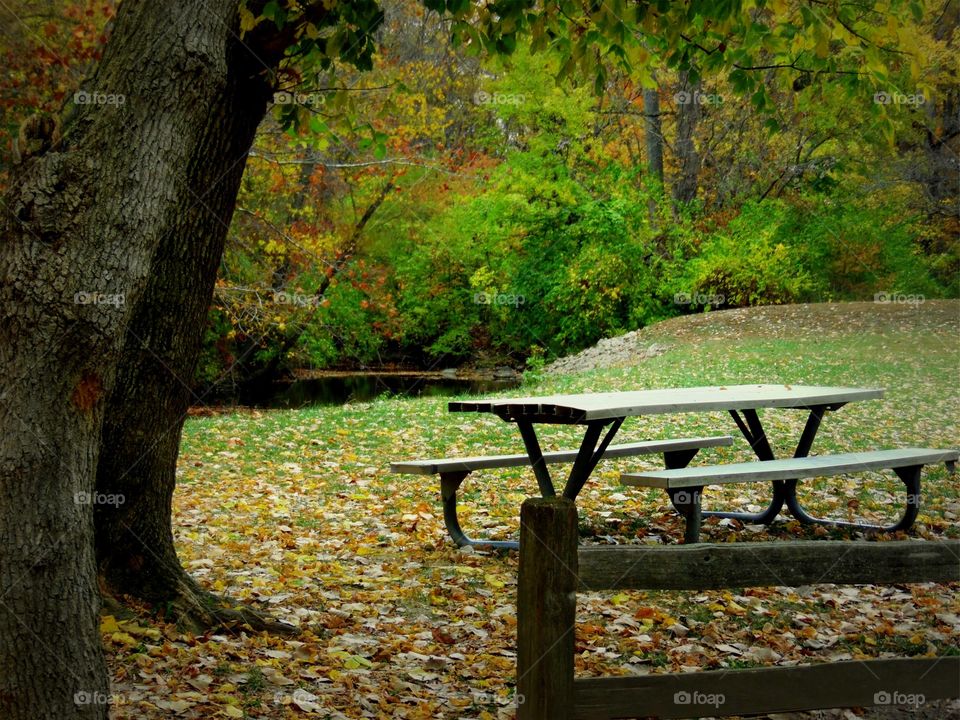 This is a pretty autumn photo of a picnic table under the trees with the fallen leaves all around on the ground.