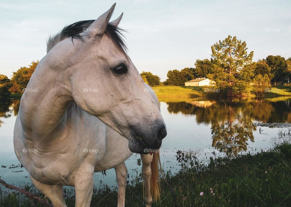 Heart My Gray Horse In Front of the Pond at Golden Hour in Early Summer