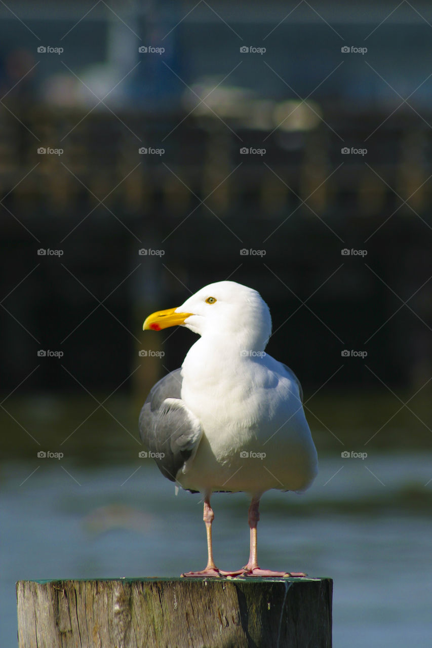 SEA GULL AT PIER 39 SAN FRANCISCO CALIFORNIA