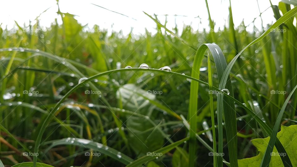 Regentropfen im Gras