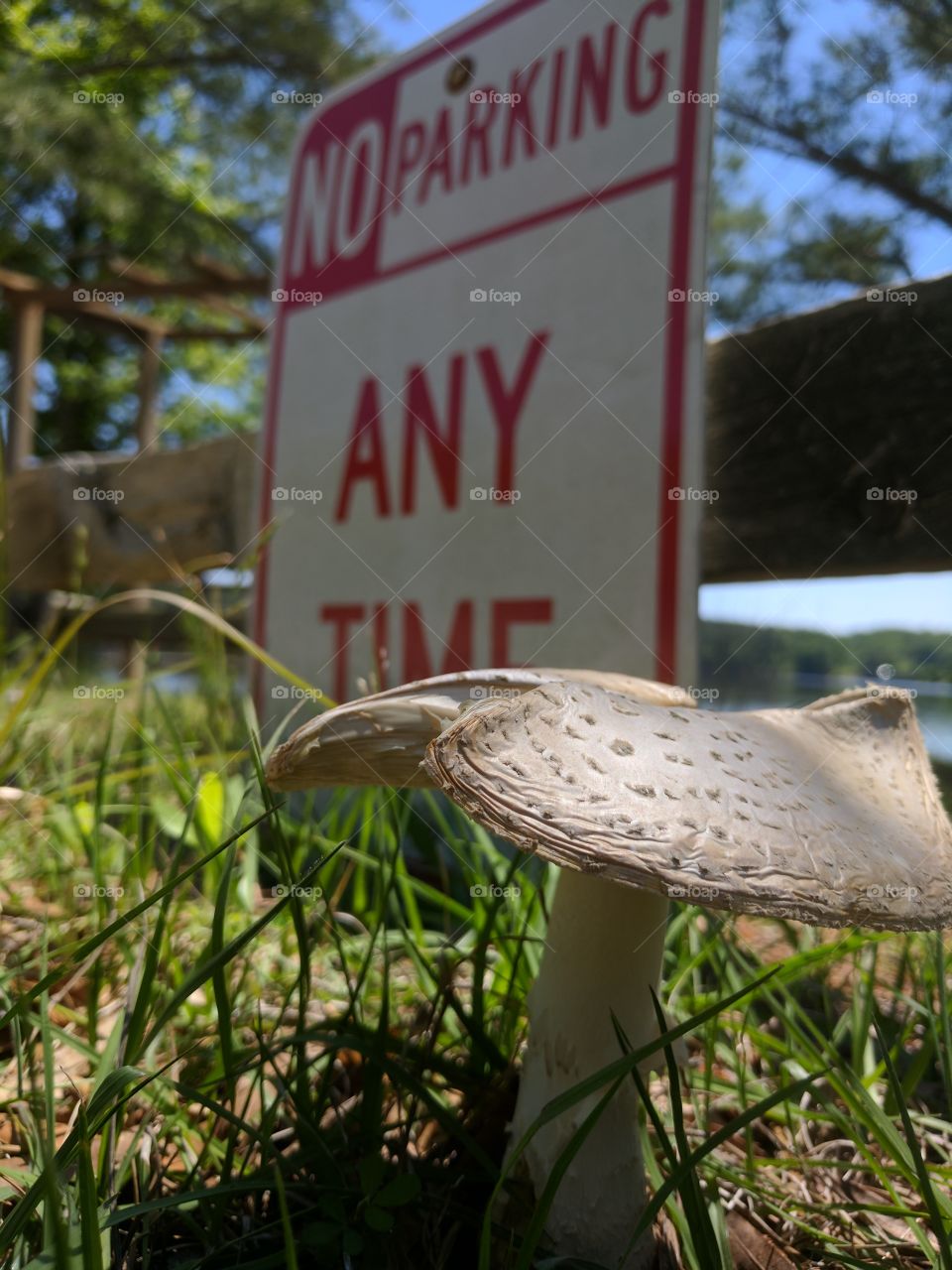 fungus