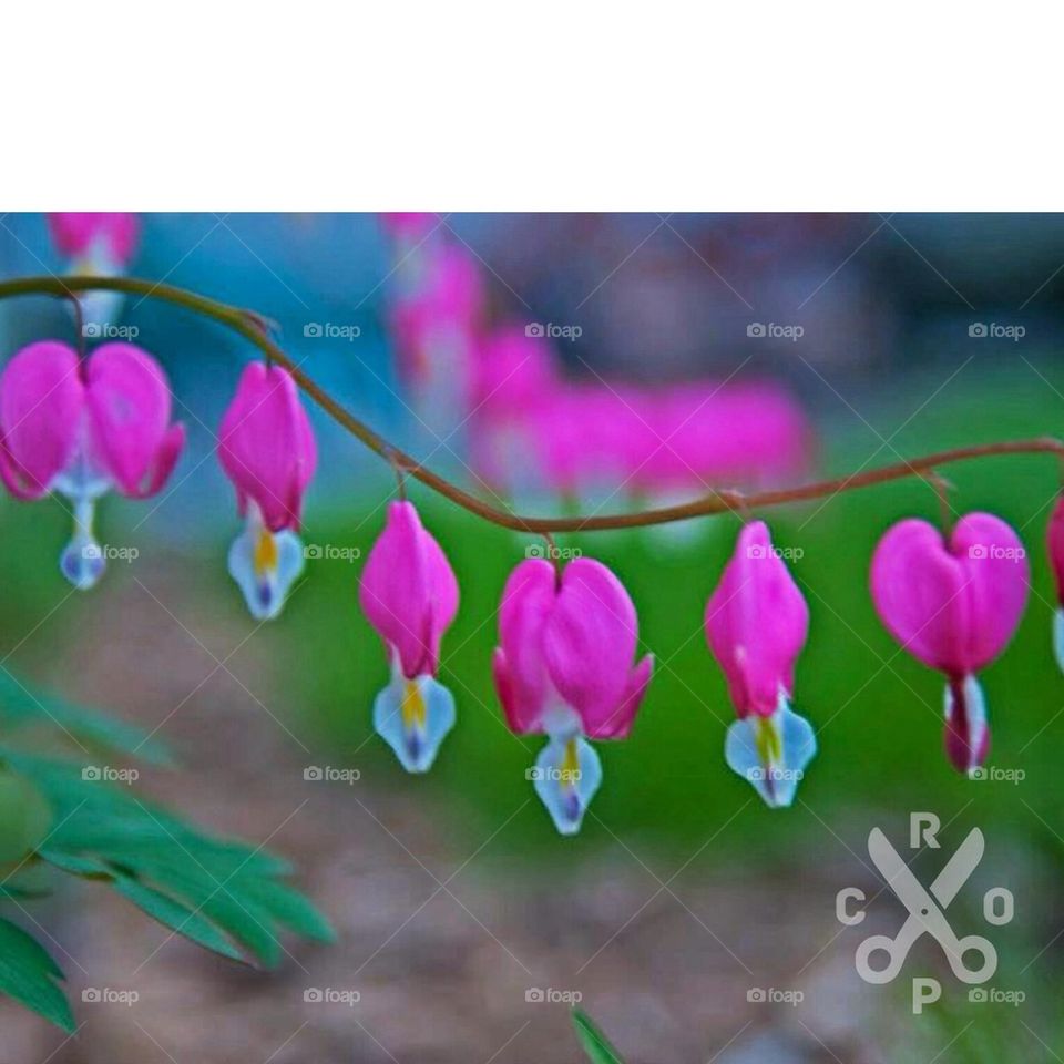 Bleeding hearts