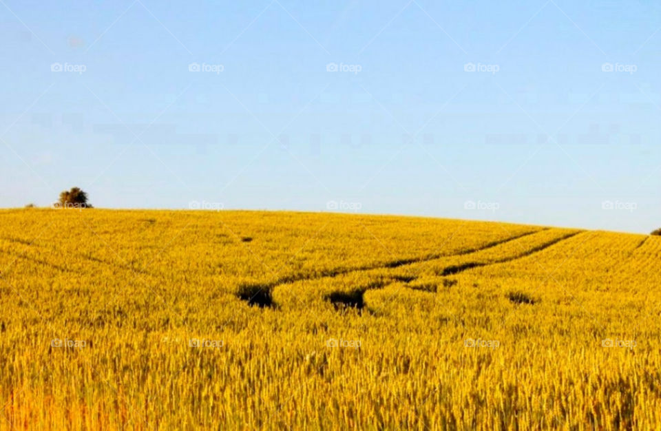 landscape sky field nature by merethe