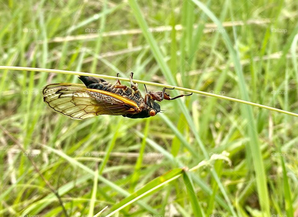 A cicada hanging upside down on a stall of dried grass