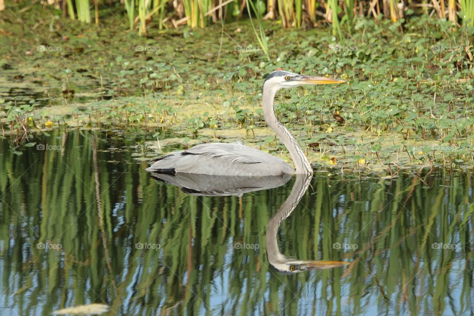 Reflection of bird swimming in lake