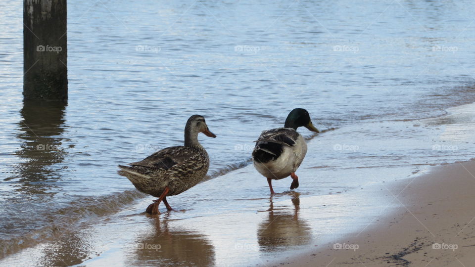 Ducks on the beach 