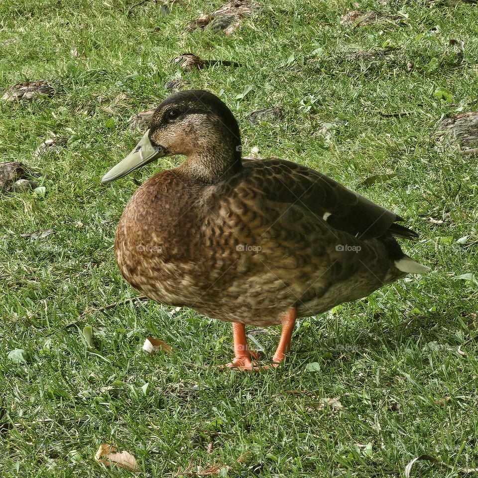 Cute Wild Duck
