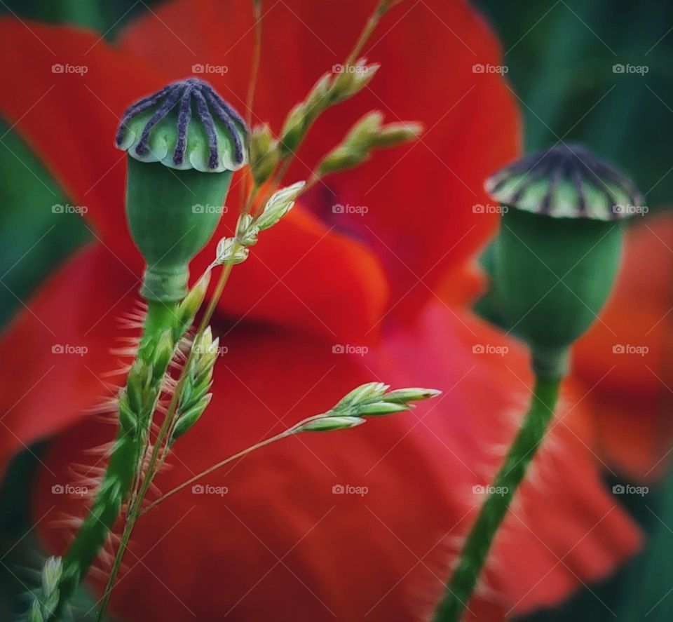 Beauty of a poppy