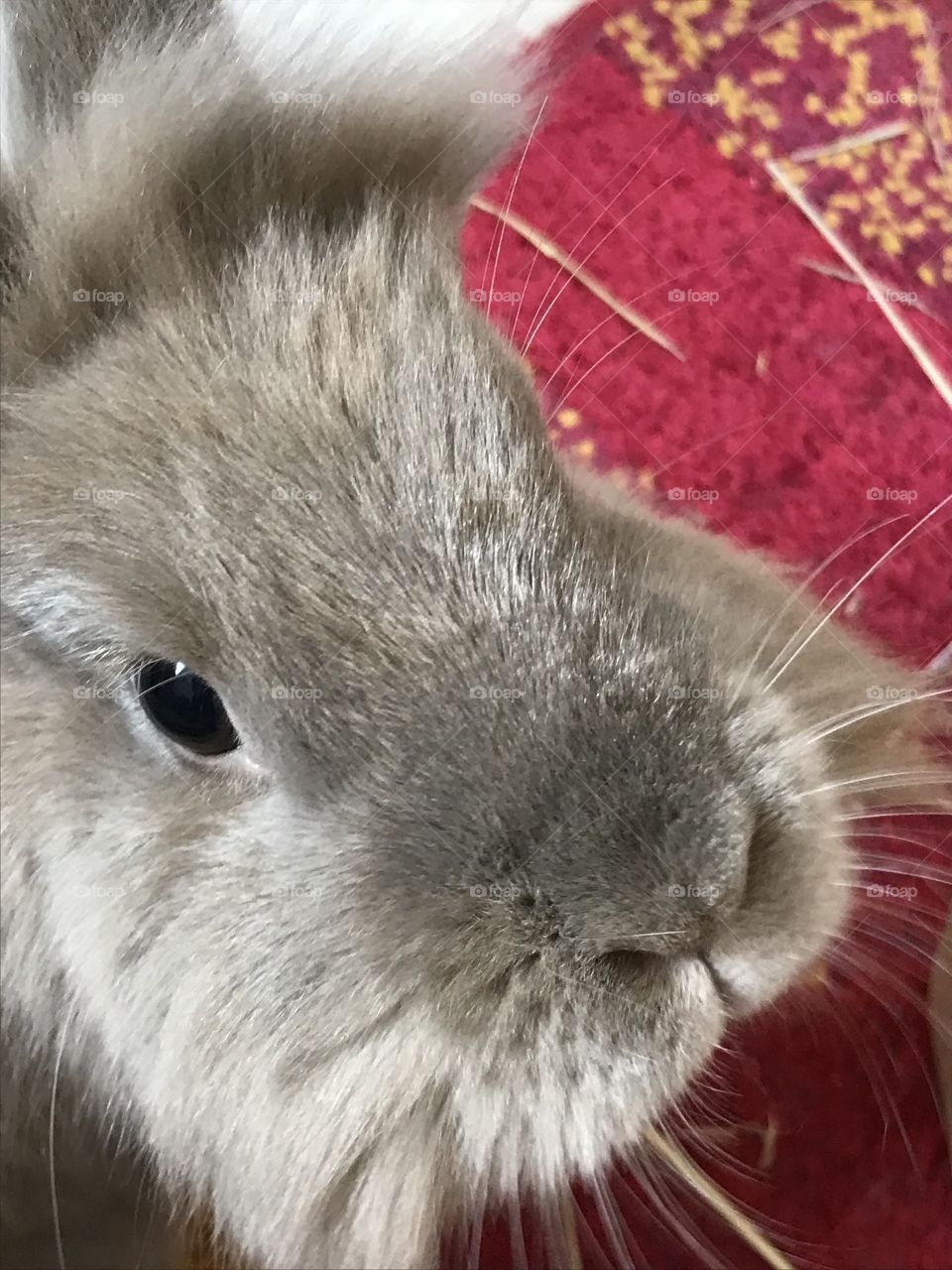 Bunny closeup