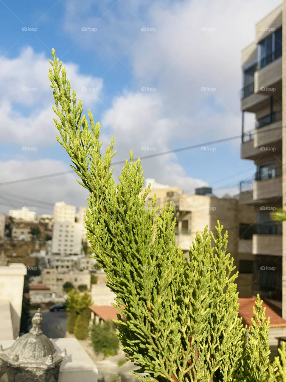Plant 🌱