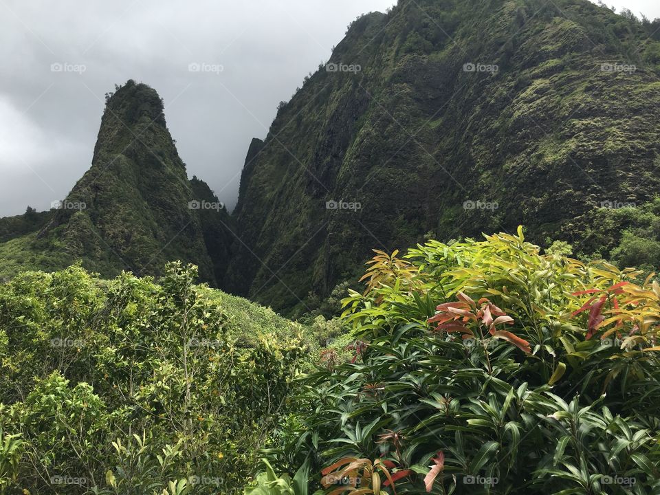 Scenic view of trees