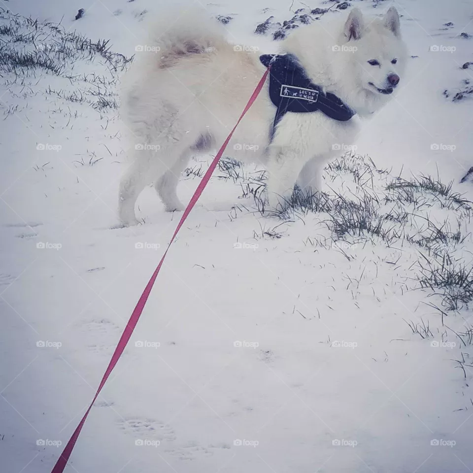 snowdog
