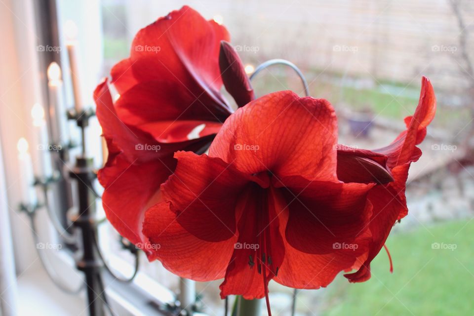 Res amaryllis